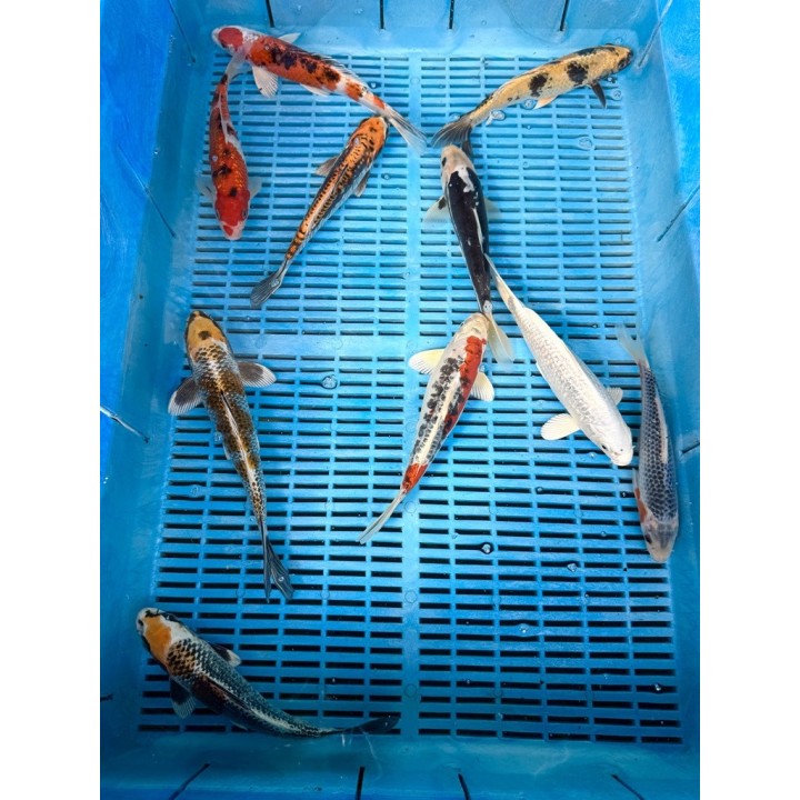 Koi Handpick 20-25cm koipontyok kedvező árakon.