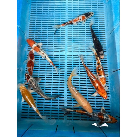 Koi Handpick 20-25cm koipontyok kedvező árakon.