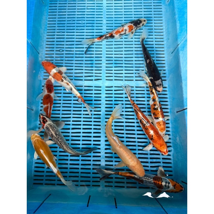 Koi Handpick 20-25cm koipontyok kedvező árakon.
