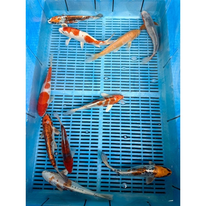 Koi Handpick 20-25cm koipontyok kedvező árakon.
