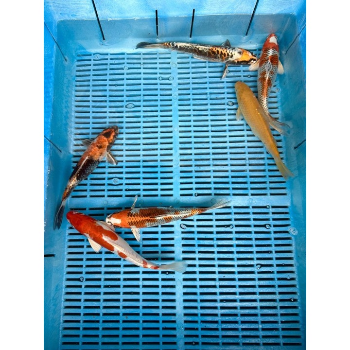 Koi Handpick 20-25cm koipontyok kedvező árakon.