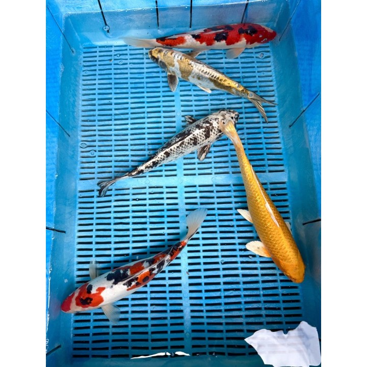 Koi Handpick 35-40cm koipontyok kedvező árakon.