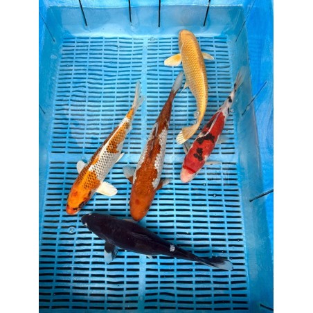 Koi Handpick 35-40cm koipontyok kedvező árakon.