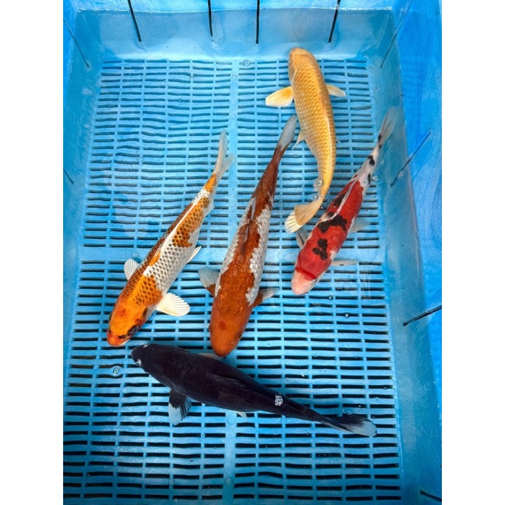 Koi Handpick 35-40cm koipontyok kedvező árakon.
