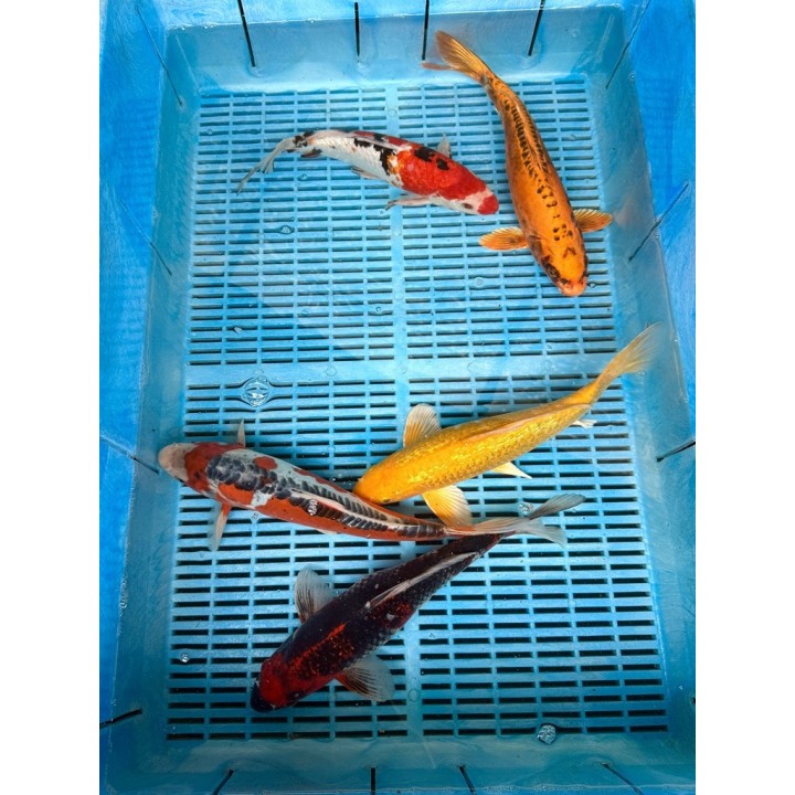 Koi Handpick 35-40cm koipontyok kedvező árakon.