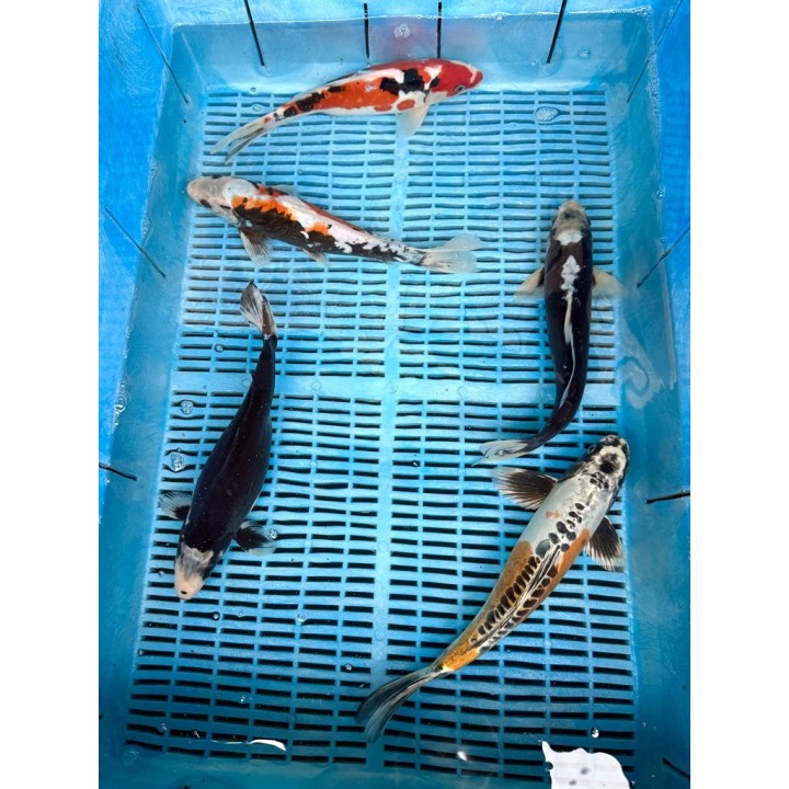 Koi Handpick 35-40cm koipontyok kedvező árakon.