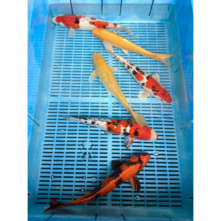 Koi Handpick 35-40cm koipontyok kedvező árakon.