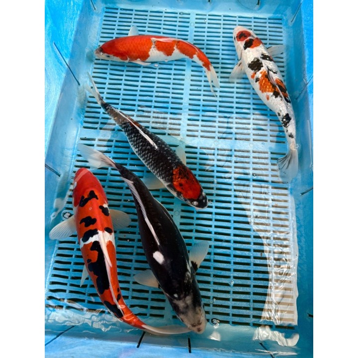 Koi Handpick 35-40cm