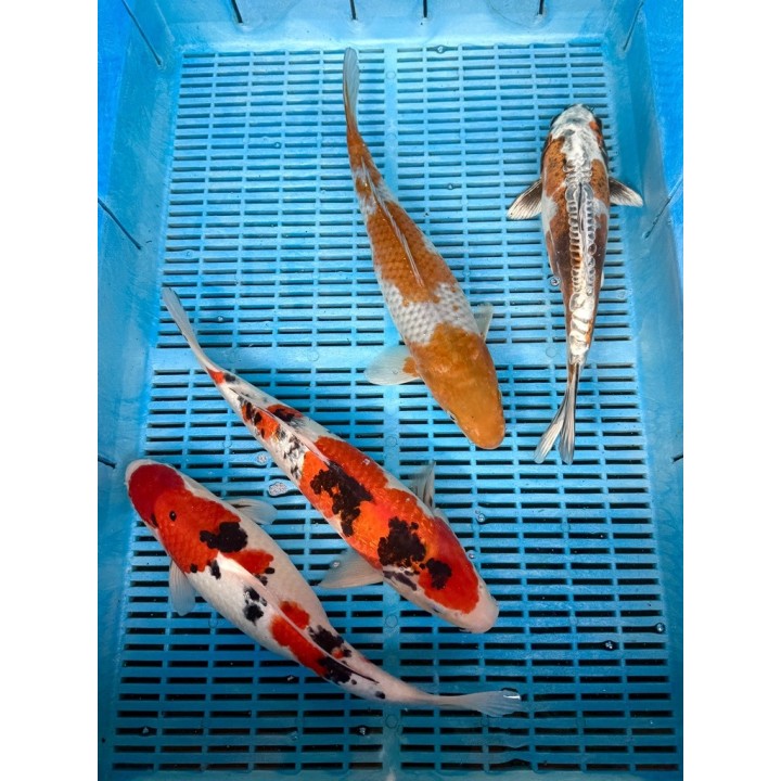 Koi Handpick 35-40cm
