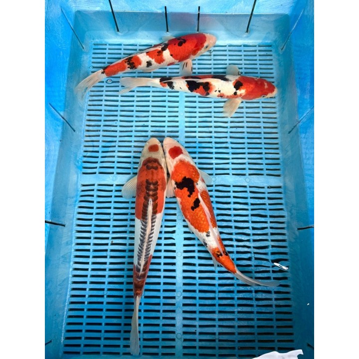Koi Handpick 35-40cm