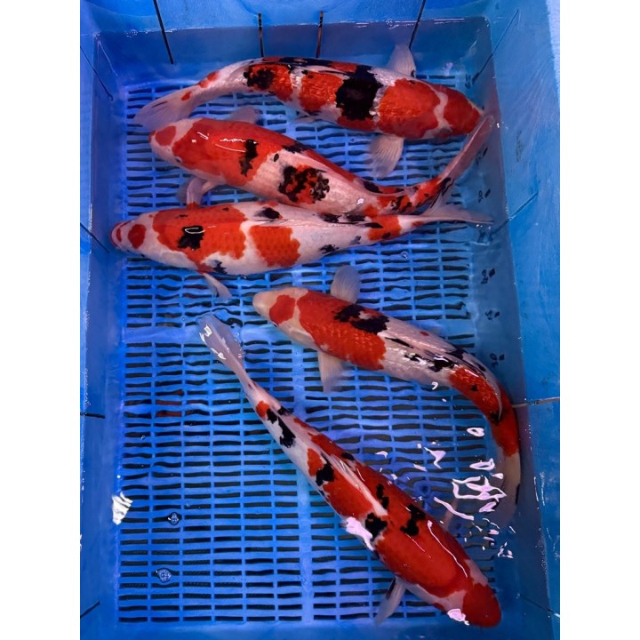 Koi Handpick 40-45cm koipontyok kedvező árakon.