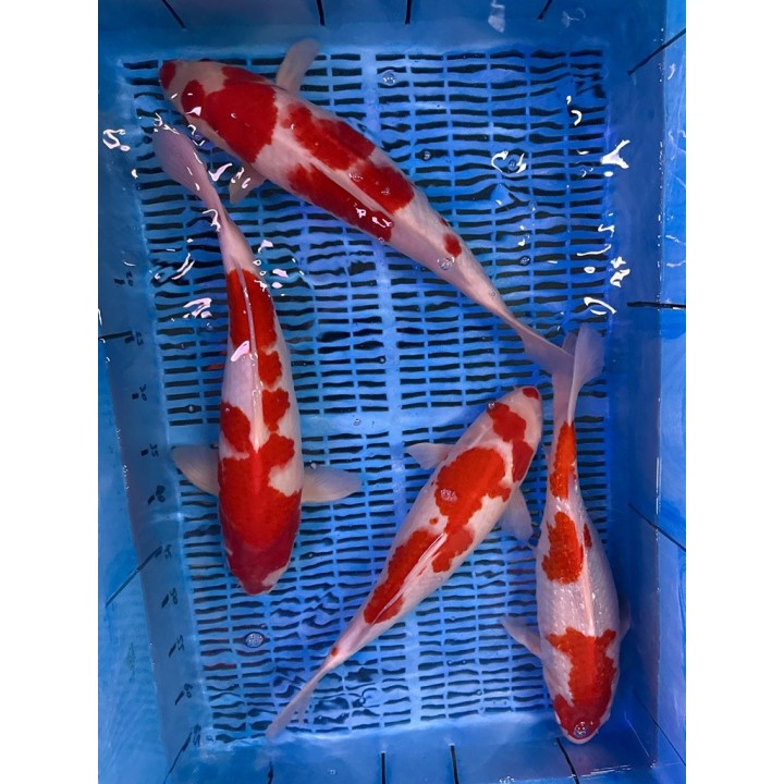 Koi Handpick 40-45cm koipontyok kedvező árakon.
