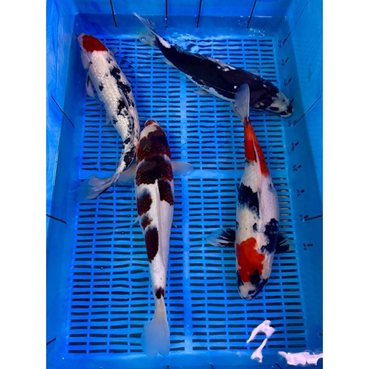 Koi Handpick 40-45cm koipontyok kedvező árakon.