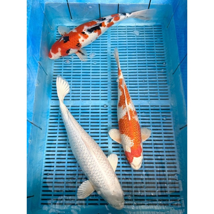 Koi Handpick 40-45cm koipontyok kedvező árakon.