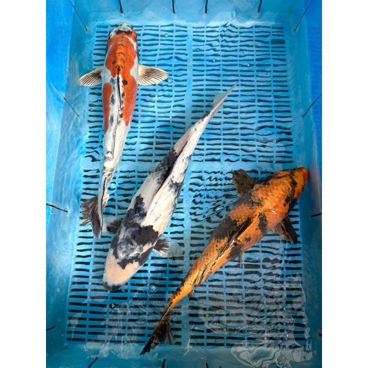 Koi Handpick 40-45cm koipontyok kedvező árakon.