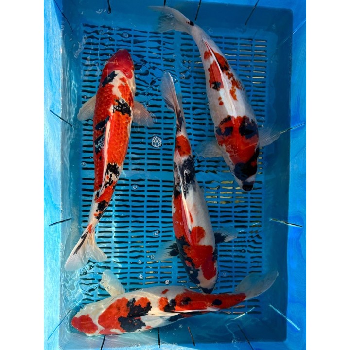 Koi Handpick 45-50cm koipontyok kedvező árakon.