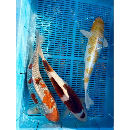 Koi Handpick 45-50cm koipontyok kedvező árakon.