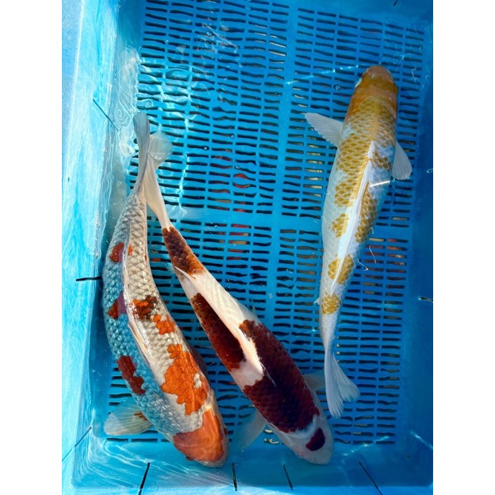 Koi Handpick 45-50cm koipontyok kedvező árakon.