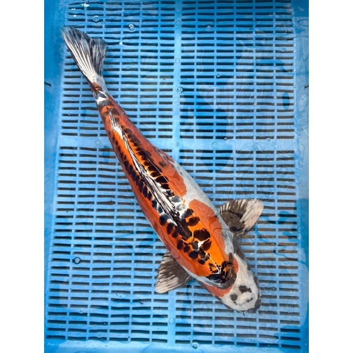 Koi Handpick 50-55cm koipontyok kedvező árakon.