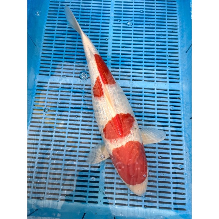Koi Handpick 50-55cm koipontyok kedvező árakon.