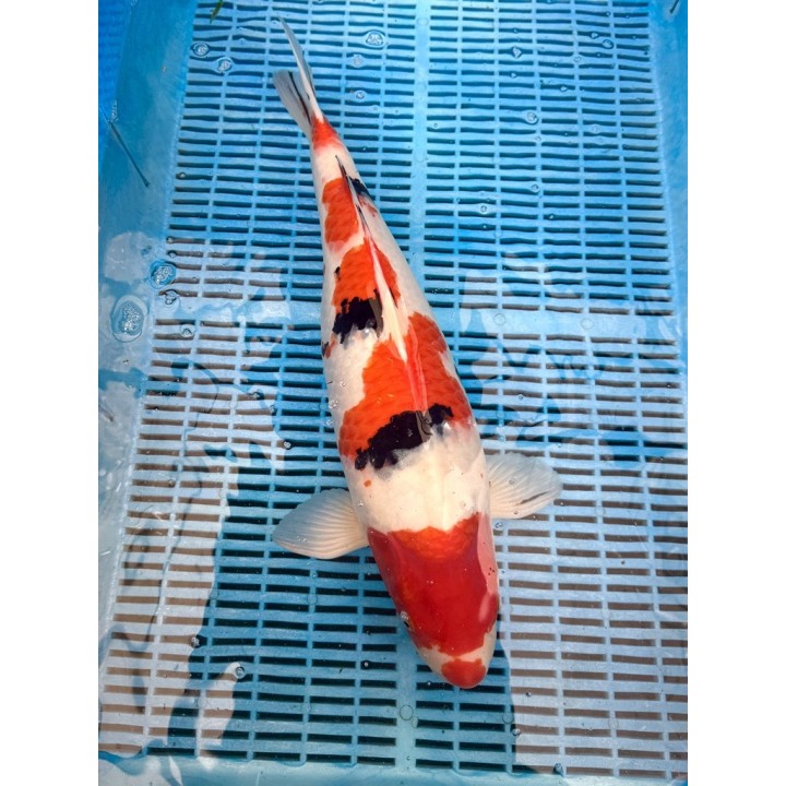 Koi Handpick 50-55cm koipontyok kedvező árakon.
