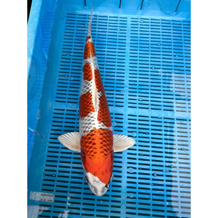 Koi Handpick 50-55cm koipontyok kedvező árakon.