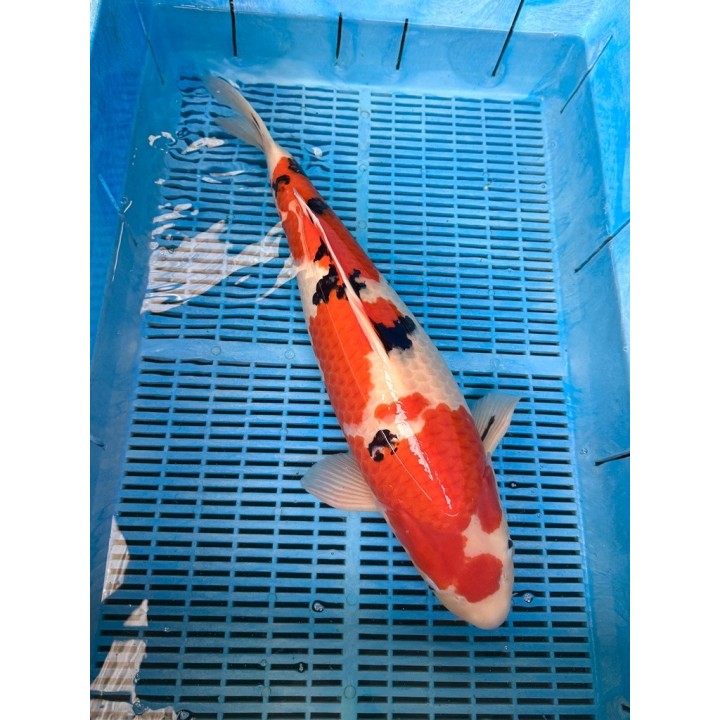 Koi Handpick 55-60cm koipontyok kedvező árakon.
