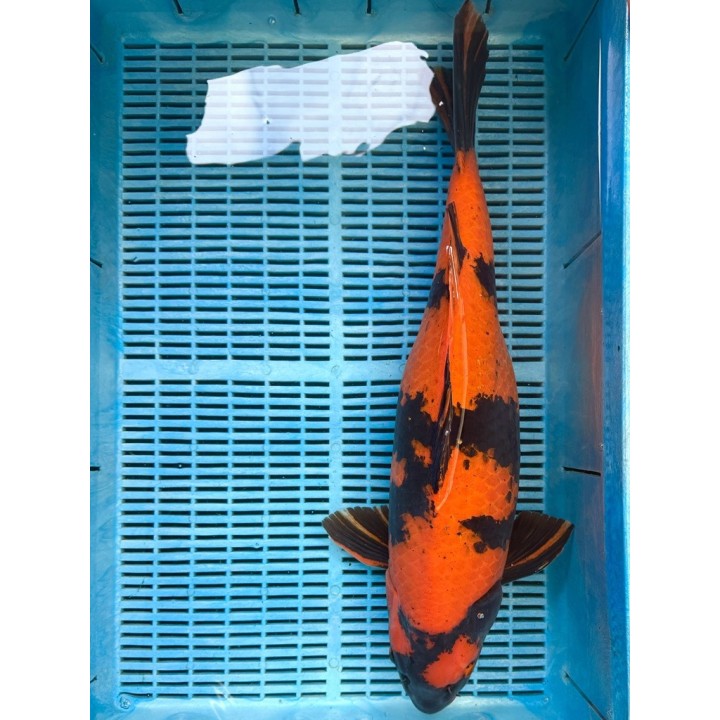 Koi Handpick 55-60cm koipontyok kedvező árakon.