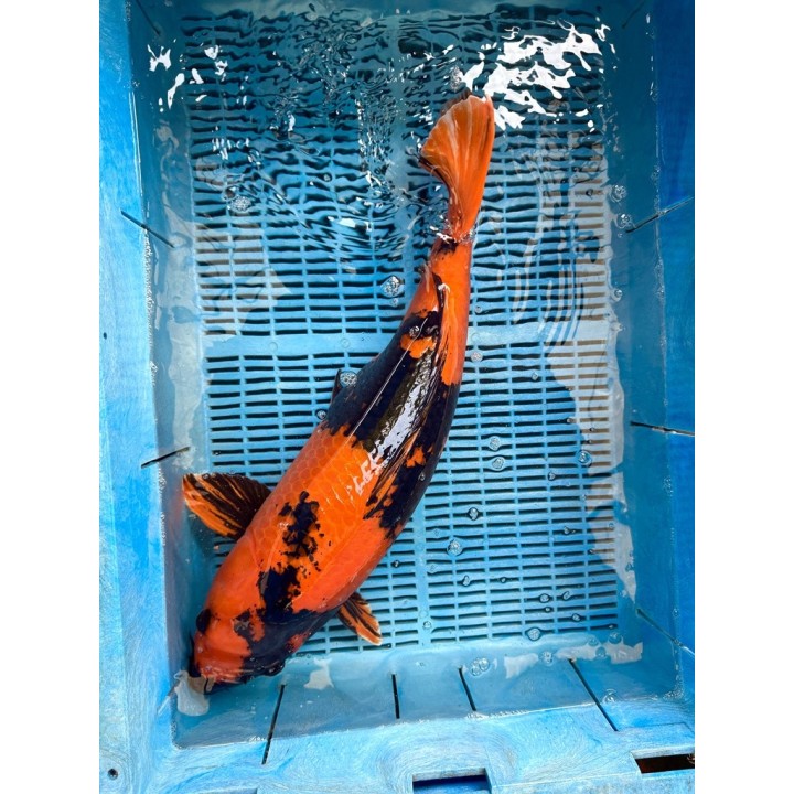 Koi Handpick 60-65cm koipontyok kedvező árakon.