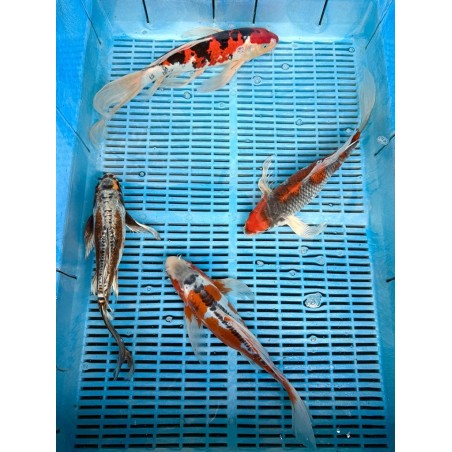 Koi Butterfly HQ 30-35 cm koipontyok kedvező árakon.