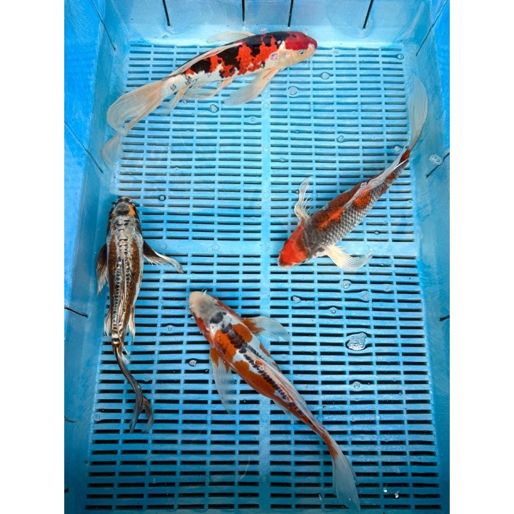 Koi Butterfly HQ 30-35 cm koipontyok kedvező árakon.