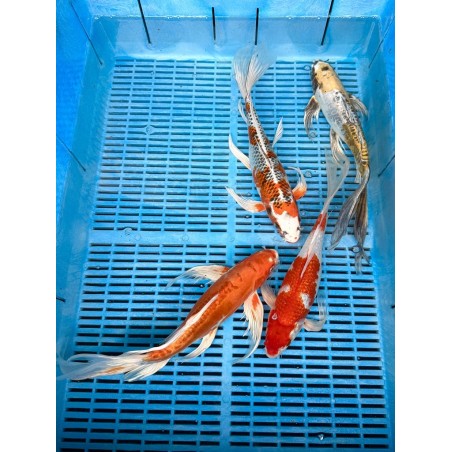 Koi Butterfly HQ 30-35 cm koipontyok kedvező árakon.