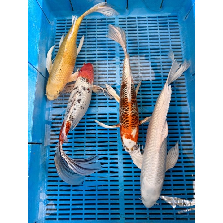 Koi Butterfly HQ 35-40 cm koipontyok kedvező árakon.