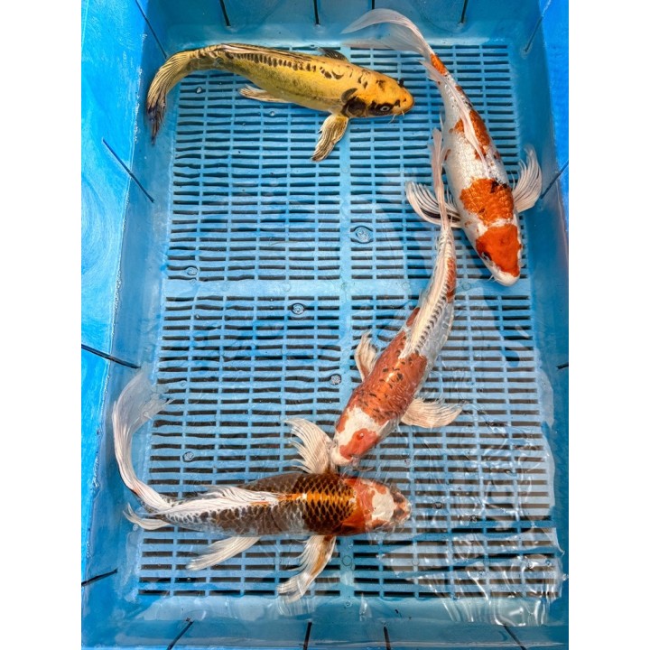 Koi Butterfly HQ 30-35 cm koipontyok kedvező árakon.