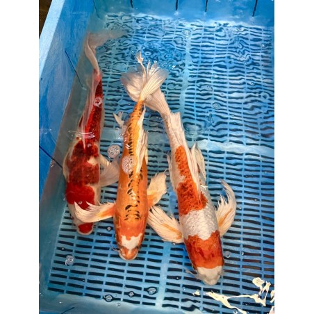 Koi Butterfly HQ 40-45 cm koipontyok kedvező árakon.