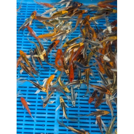 Koi Butterfly mix 9/12cm | fekete-koi.com