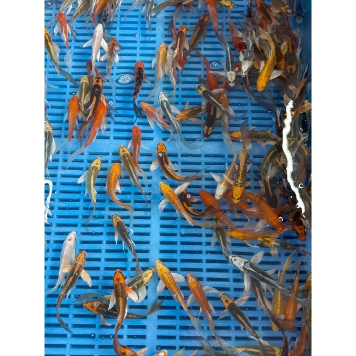 Koi Butterfly mix 9/12cm | fekete-koi.com