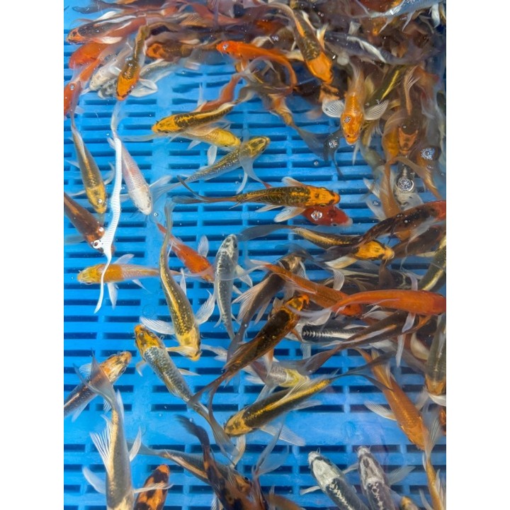 Koi Butterfly mix 9/12cm | fekete-koi.com
