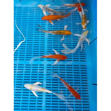 Koi Butterfly mix 9-12cm (10db)