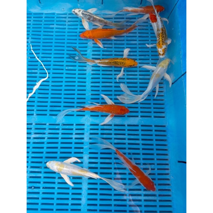 Koi Butterfly mix 9-12cm (10db)