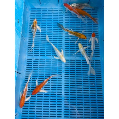 Koi Butterfly mix 9-12cm (10db)