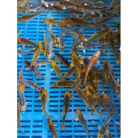 Koi A Ghost 8-10cm  | fekete-koi.com