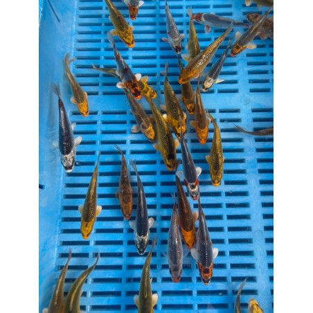 Koi A Ghost 8-10cm  | fekete-koi.com