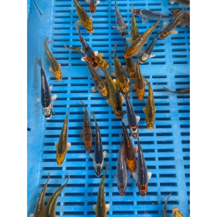 Koi A Ghost 8-10cm  | fekete-koi.com