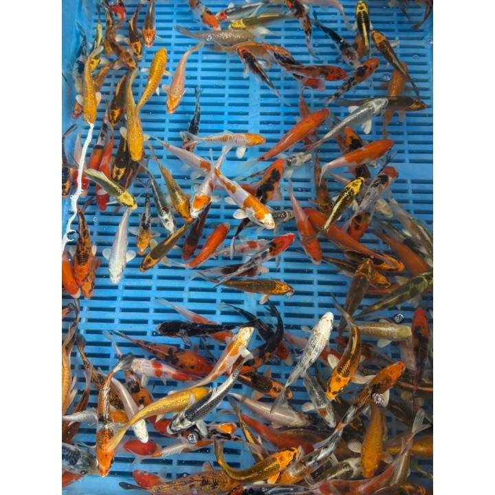 Koi Handpick 30-35cm