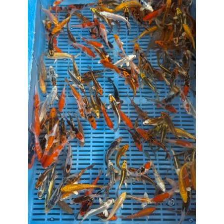 Koi Handpick 30-35cm