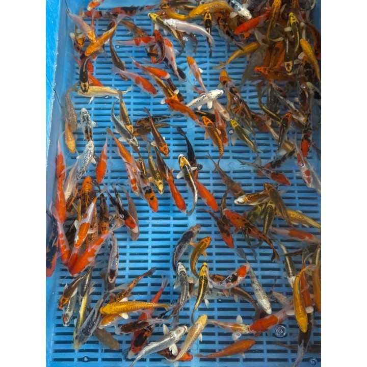 Koi Handpick 30-35cm