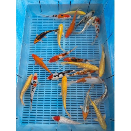 Koi HP mix 16-20cm