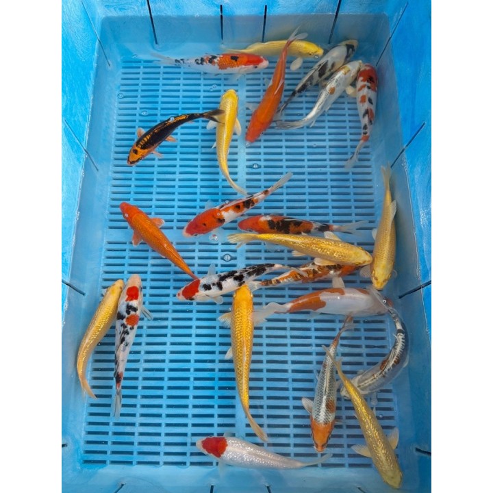 Koi HP mix 16-20cm