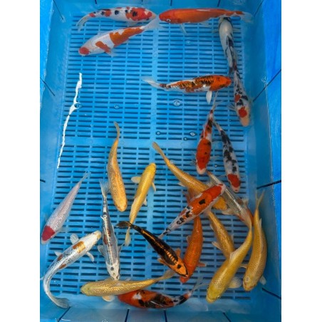 Koi HP mix 16-20cm